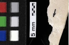 Foto (Detailansicht) von Decapoda indet. (NHMW-GEO-1990-0041-0215)